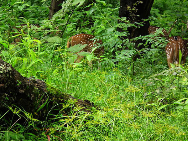 Into the Woods at Nagarhole