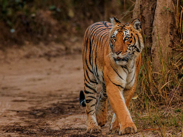 Dhikala zone - The Core Area