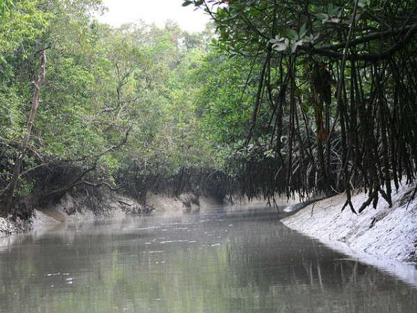 Sunderbans in Pictures