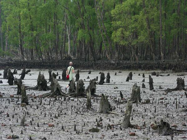 Sunderbans in Pictures