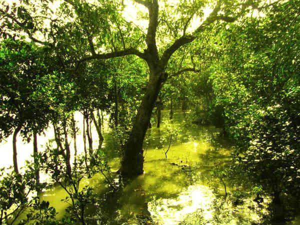 Sunderbans in Pictures