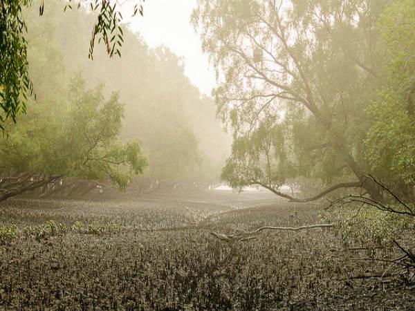 Sunderbans in Pictures