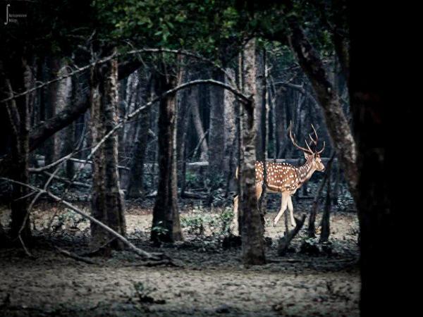 Sunderbans in Pictures