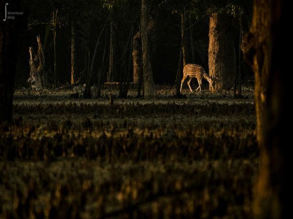 Sunderbans in Pictures