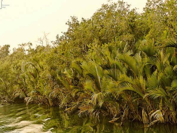 Sunderbans in Pictures