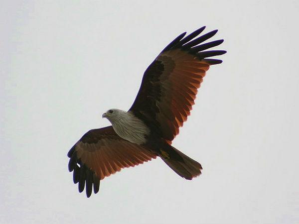 Sunderbans in Pictures
