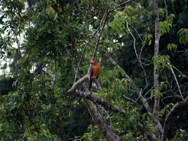Sunderbans in Pictures