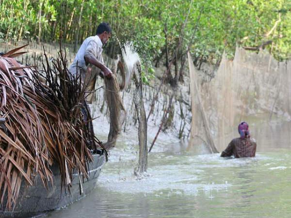 Sunderbans in Pictures