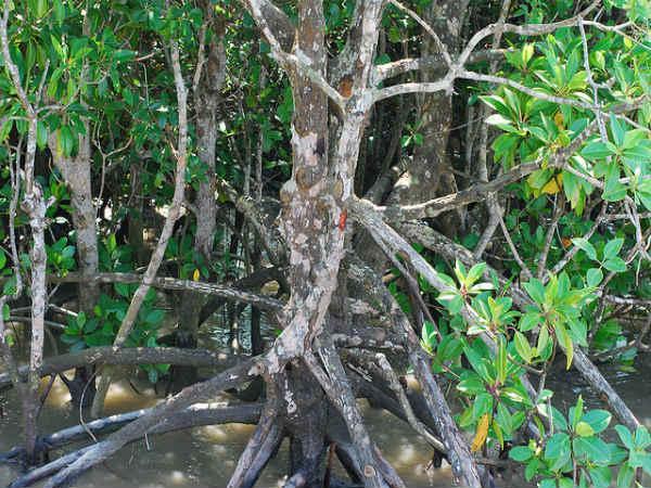 Sunderbans in Pictures