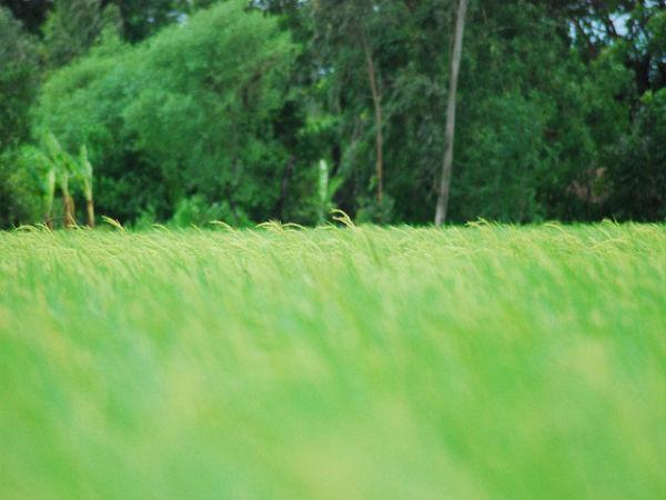 Sunderbans in Pictures