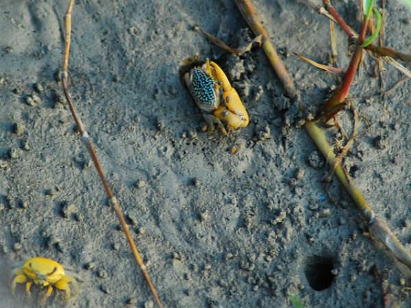Sunderbans in Pictures
