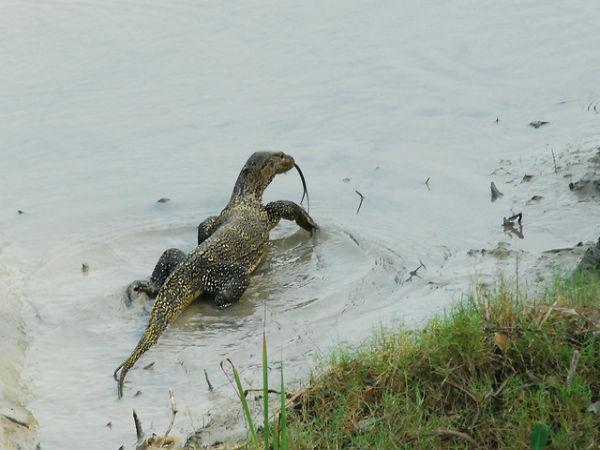 Sunderbans in Pictures