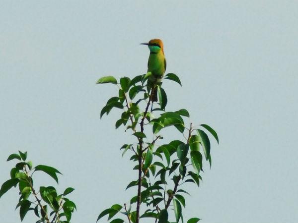 Sunderbans in Pictures