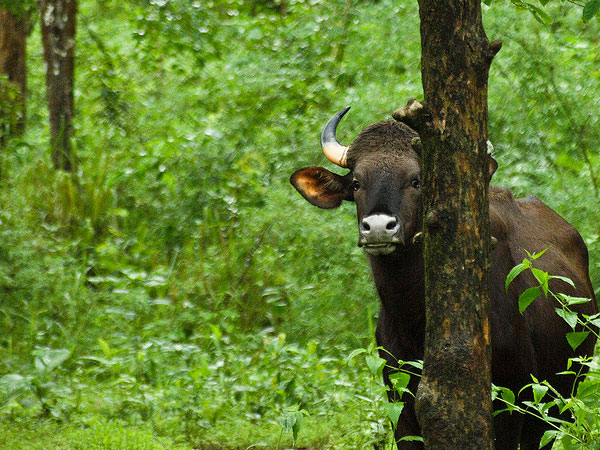 Bhadra Wildlife Sanctuary – The Jungle Safari