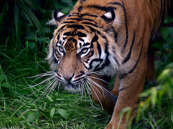Campbell Bay National Park