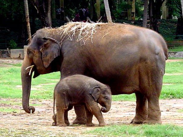 Mysore Zoo – Pradeep P S 