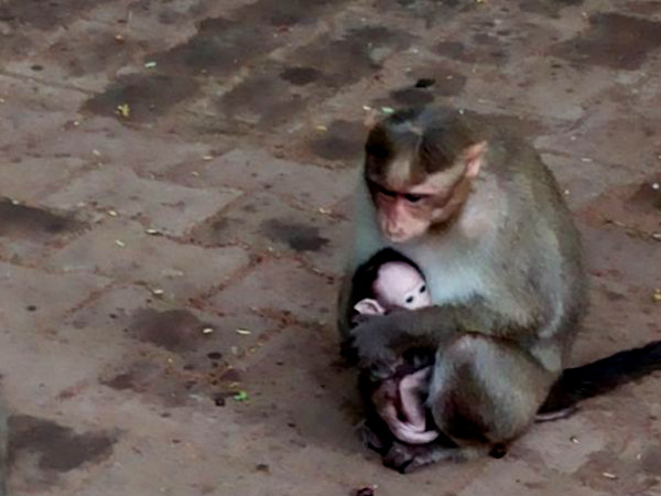 Mysore Zoo – Pankaj Shaw