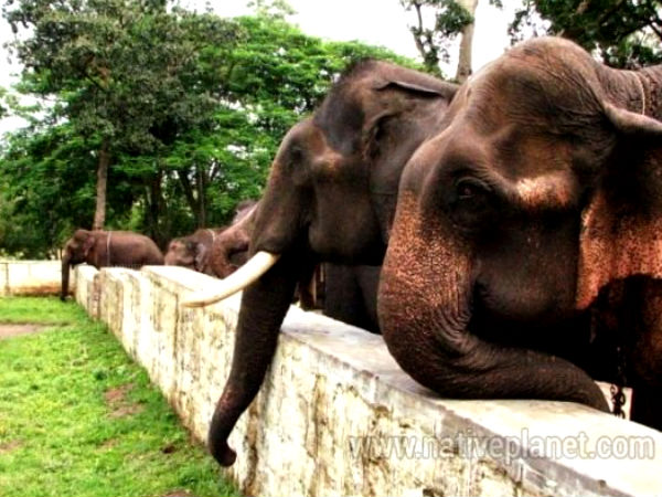 Dubare Elephant Camp, Dubare – Souvik Chakraborty