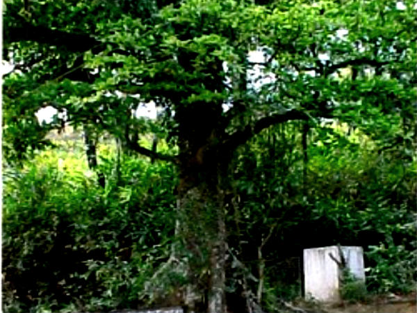 Chain Tree, Wayanad