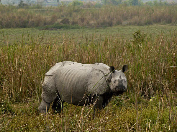 One Horned Rhinoceros