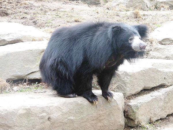 Daroji Sloth Bear Sanctuary