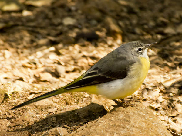 Bird Watching, Trekking and More