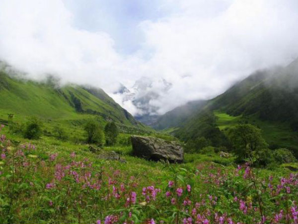 Valley of Flowers 