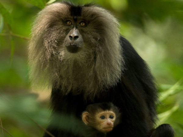 Silent Valley National Park