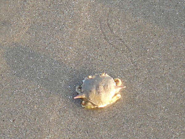 Kizhunna Ezhara Beach