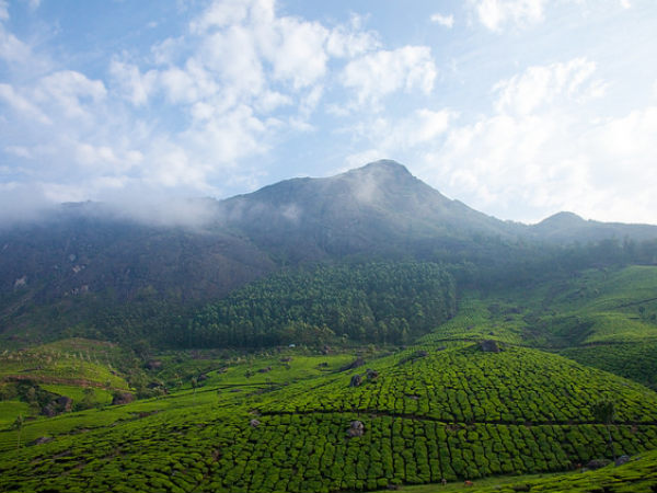 Tea Gardens of Munnar