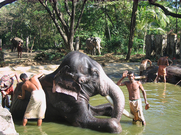 Bathing the Elephants