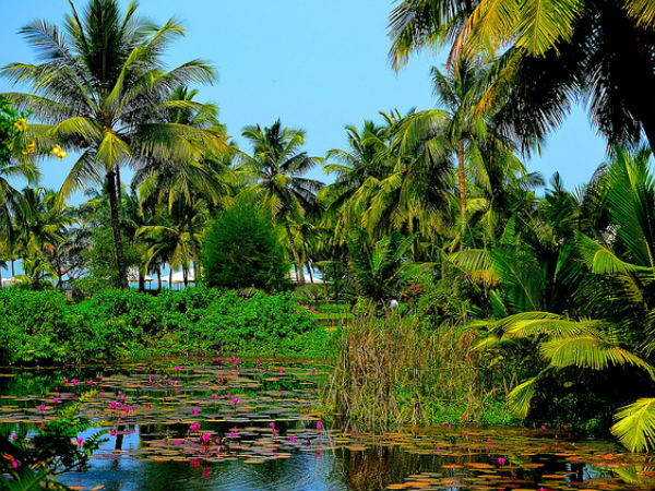Lush Greenery in Goa