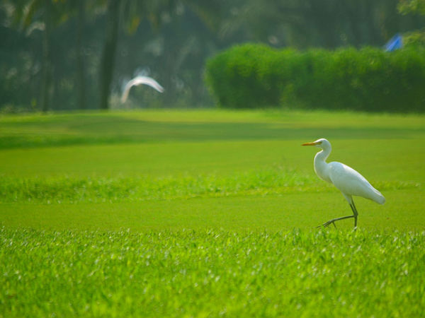 Green Fields, Goa