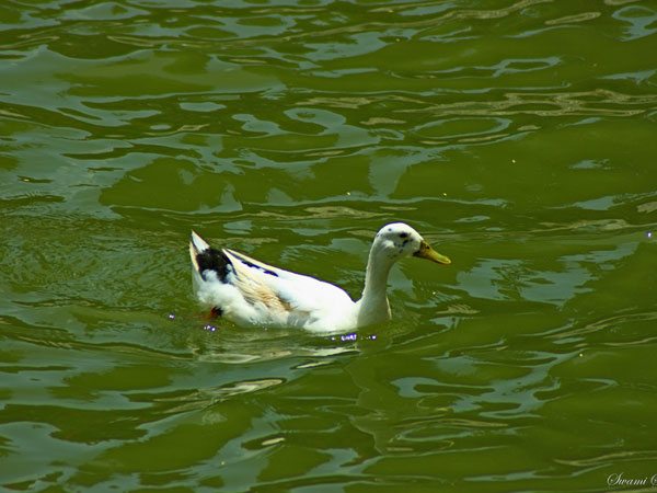 Lalbagh Lake