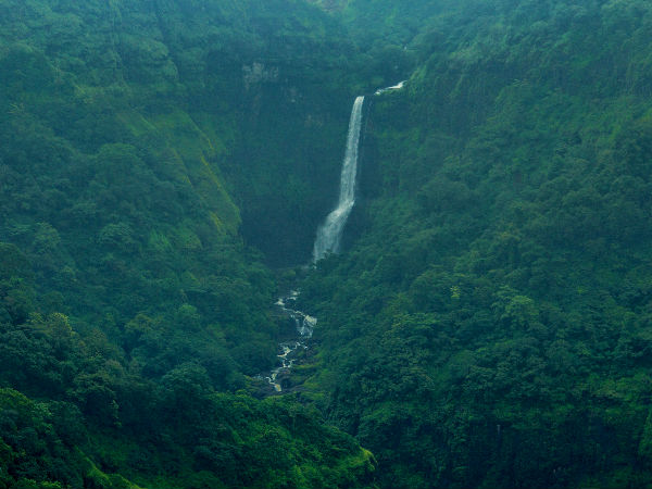 Amidst the Lush Greenery