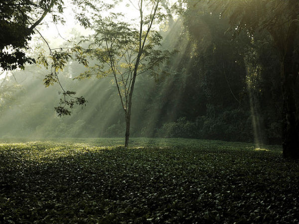 Morning in the Woods
