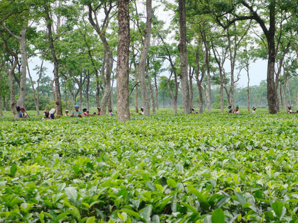 Tea Plantations