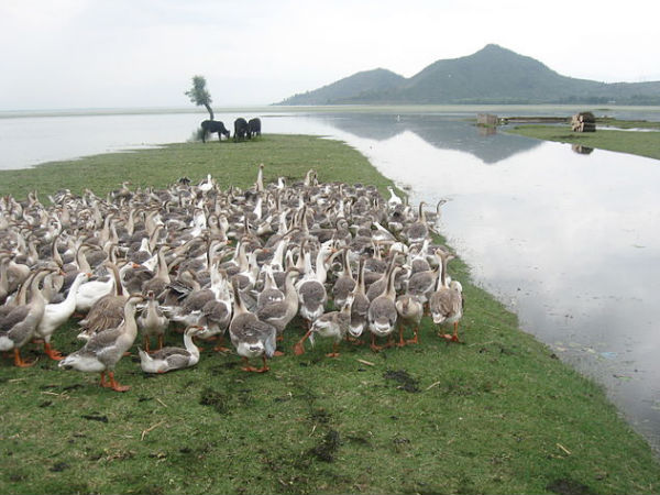 Wular Lake