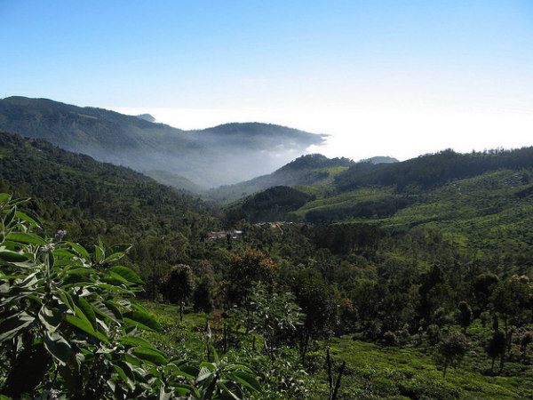 Dense Covering of Green