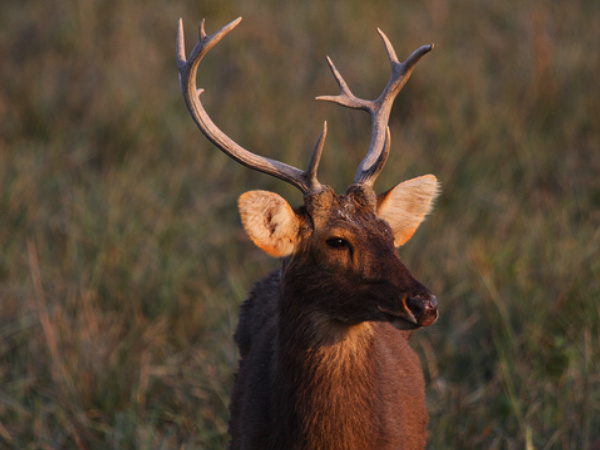 Male Swamp Deer