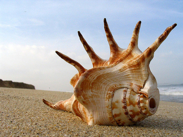 Shell on the Beach