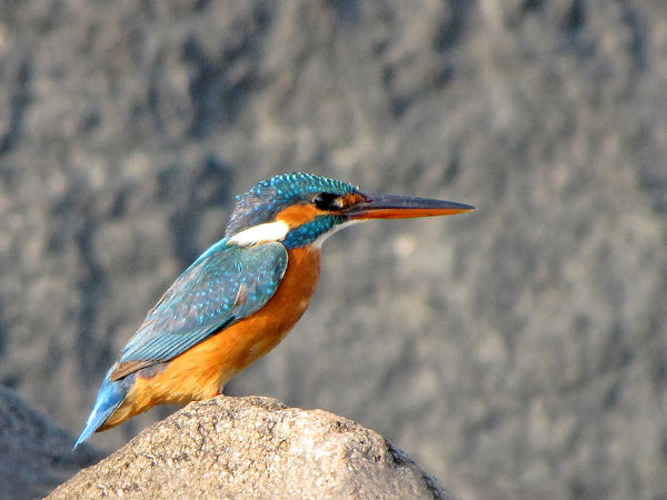 A Kingfisher