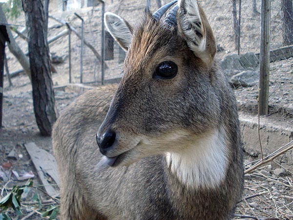 Jambughoda Wildlife Sanctuary