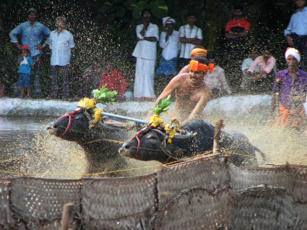 Electrifying Kambala 