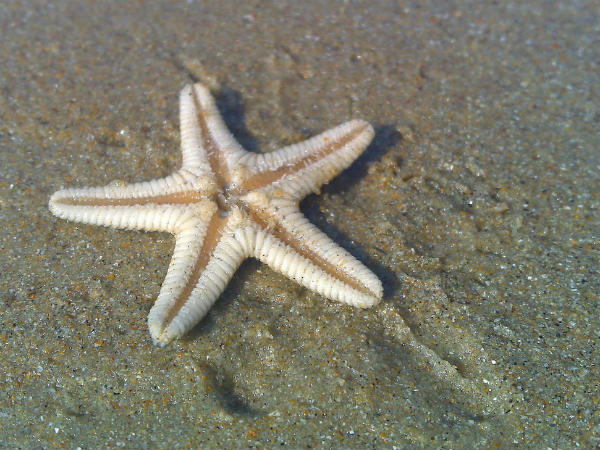 The Stunning Suratkal