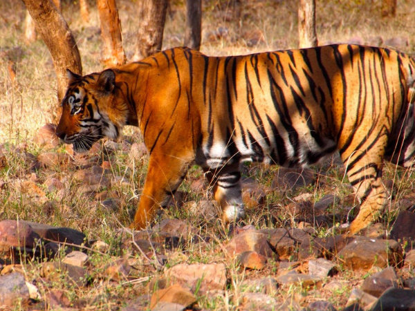 Eco-Tourism Destinations of India!