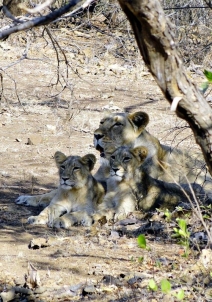 Gir National Park