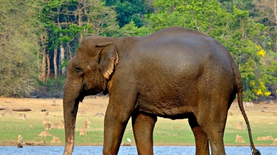 Nagarhole National Park