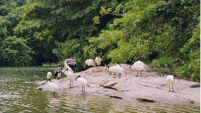 Ranganathittu Bird Sanctuary