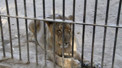 Sakkarbaug Zoo